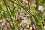 American wild carrot